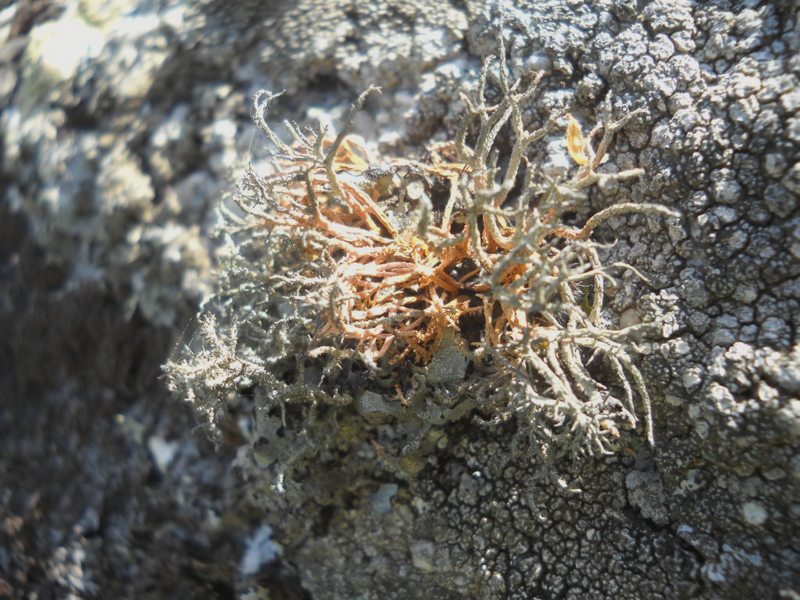 ...Lethariella intricata?
